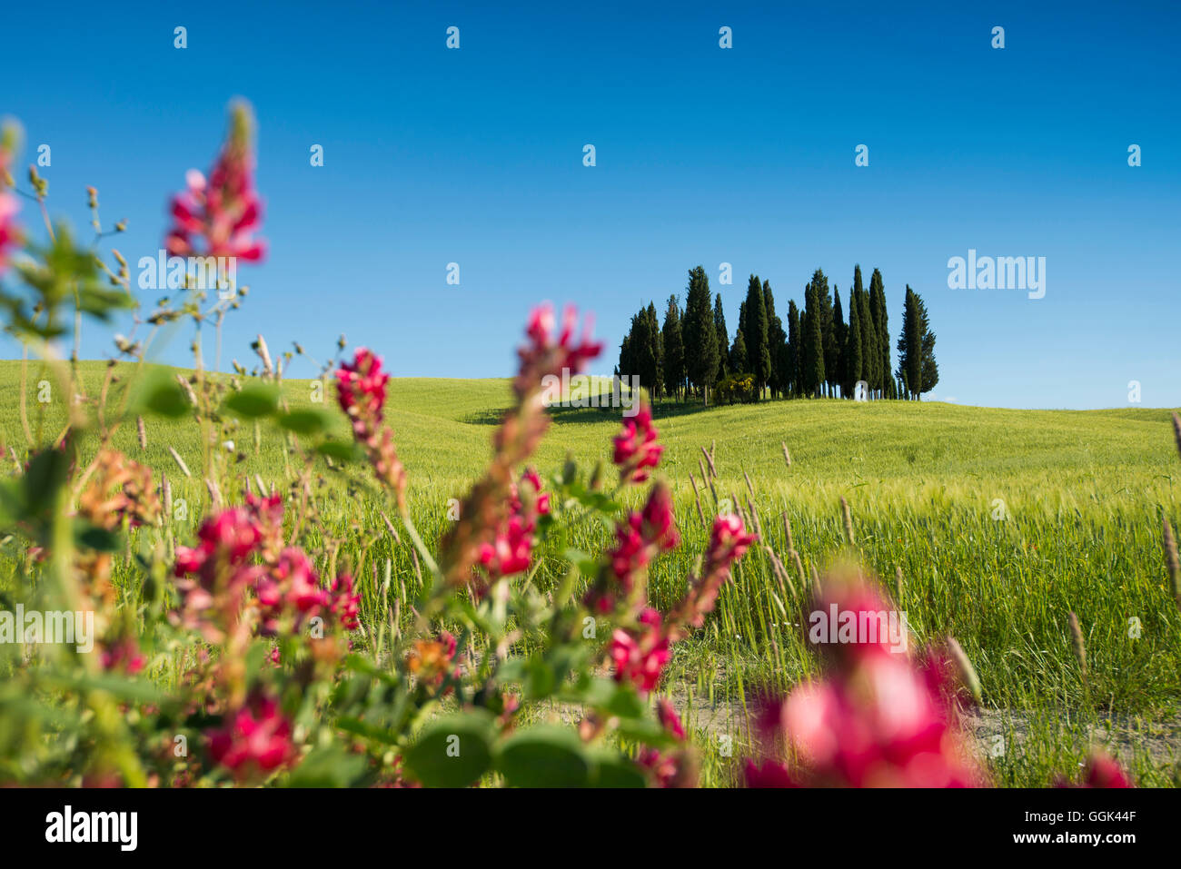 cypress trees, near San Quirico d`Orcia, Val d`Orcia, province of Siena, Tuscany, Italy, UNESCO World Heritage Stock Photo